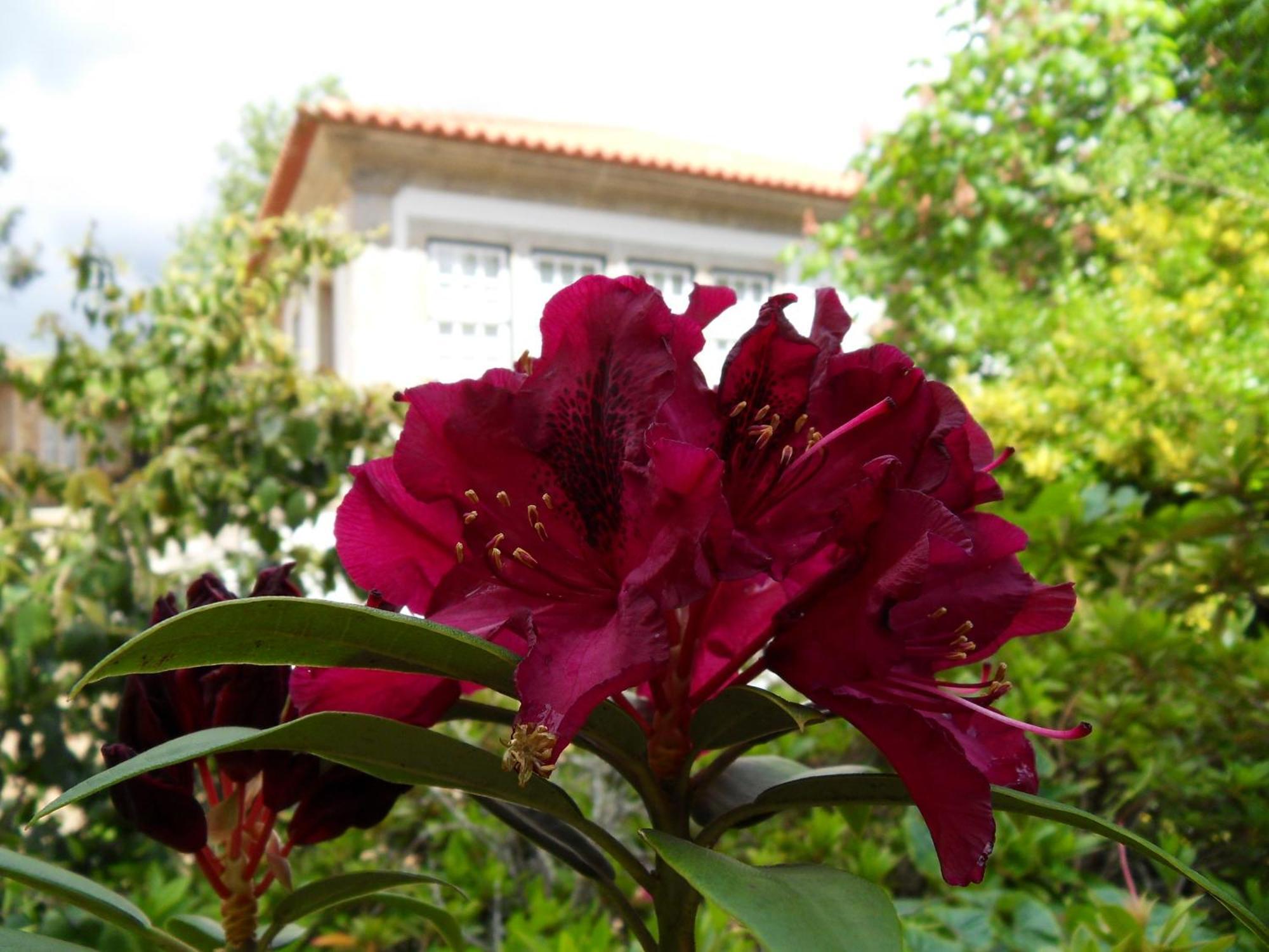 Quinta Do Bento Novo - Casa De Campo - Turismo Rural Viana do Castelo Exterior foto